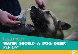 When we don't drink enough water, our bodies can't function at their best. How Much Water Should A Dog Drink Per Day Woof Dog