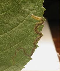 Image result for Stigmella anomalella
