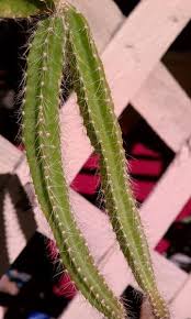The dog tail cactus, or selenicereus testudo, is also known as the tortoise cactus because of its long, wide, thick vine structure. Dog Tail Cactus Selenicereus Testudo 2 Fresh Cuttings Cactus Planting Succulents Plants