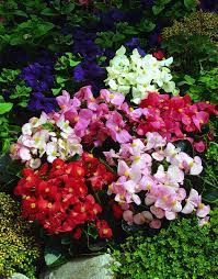 園藝達人栽培術 四季海棠 plants begonia