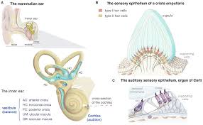 Ocular And Labyrinthine Head Righting Reflexes Is Seen Within 2-3 Months Of  An Infant And Can Accompany Us Throughout Our Lifetime. This Reflex... | By  Brain Reconnection Inc. | Yeah. Go. Go.