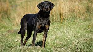 Doberdor Mixed Dog Breed Pictures Characteristics Facts