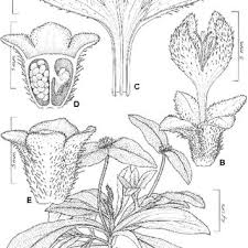 Image result for Conostomium zoutpansbergense