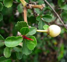Image result for Commiphora