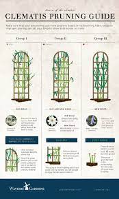 Tips For Pruning Clematis L Wayside Gardens