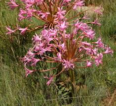 Image result for Brunsvigia radulosa