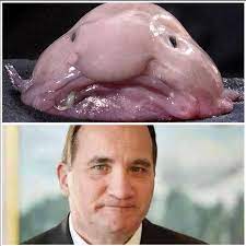 Stefan löfven was born on july 21, 1957 in hägersten, stockholms län, sweden as kjell stefan löfvén. Lika Som Bar Overst Stefan Lofven Underst En Blobfisk Flickr