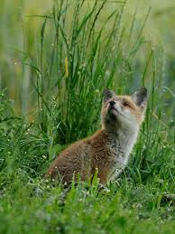 Blick Nach Oben Susse Tiere Fuchs Tier Fotos