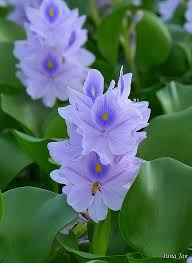 Water Hyacinth Flower Imagens Gif Rosas Lindas Imagens