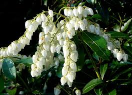 Pieris japonica 'mountain snow' • use: 4 Excellent Shrubs For Outdoor Containers Newpro Blog