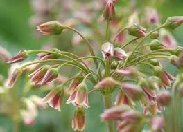 Image result for Nectaropetalum carvalhoi