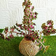 Image result for Coleus shirensis