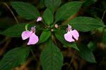 Image result for Impatiens psychadelphoides