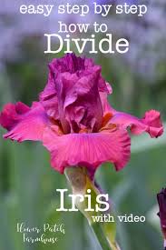 Finer hair typically looks best when the length is at the collarbone or shorter, said holly pistas, artistic director, master makeup and. 7 Iris Swap Ideas Iris Growing Irises Iris Garden