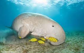 The dugong's brain only makes up 0.1% of its bodyweight—300 grams of 400kg! Dugong