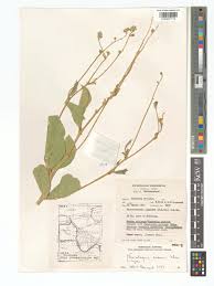 Image result for Neorautanenia mitis
