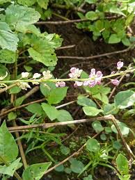 Image result for Pleurolobus