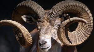 We did not find results for: Goat And Sheep San Diego Zoo Animals Plants