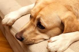 Maybe you would like to learn more about one of these? Take Precautions To Prevent Kennel Cough