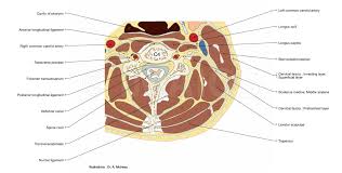 Female reproductive organs undergo substantial structural and functional changes every month. Anatomy Of The Spine And Back