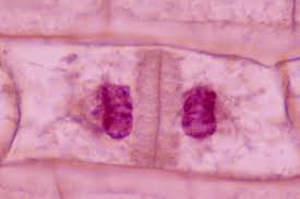 The overall process of mitosis. The Stages Of Mitosis And Cell Division