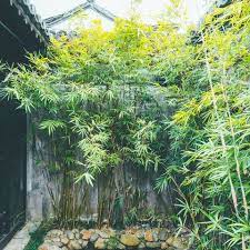 X trustworthy source royal horticultural society leading gardening charity in the u.k. Beware Of Invasive Bamboo Taking Over Gardens Experts Warn
