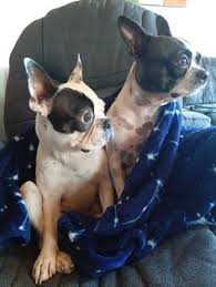 Boston terrier puppies for sale in oregonselect a breed. 500 Best Boston Love Images In 2020 Boston Terrier Terrier Boston Terrier Love