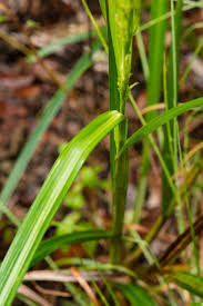 Image result for Scleria rehmannii