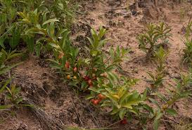 Image result for Eugenia malangensis