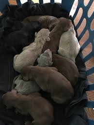 We welcome your phone calls or texts. Doberman Pinscher Puppies For Sale Palatka Fl 342060