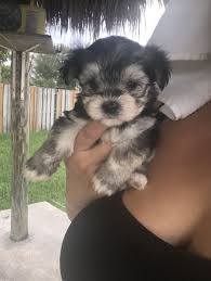 Maybe you would like to learn more about one of these? Morkie Puppies For Sale Miami Fl 278398 Petzlover