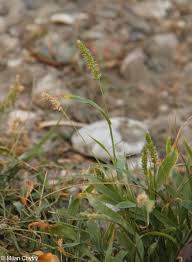 Image result for Setaria atrata
