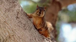 You can never miss out on them due to their large population. 9 Best Squirrel Repellents To Buy And Keep Squirrels Away Pest Samurai