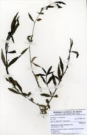 Image result for Oldenlandia lancifolia