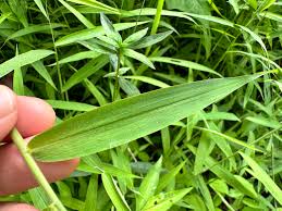 Image result for Panicum trichocladum