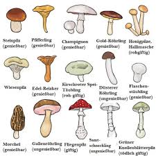Dies sind in der regel heftiges erbrechen, wäßriger durchfall, heftige leibschmerzen und krämpfe der muskulatur. Pilze Gesundheits Ratgeber Lexikon Gesundpedia De