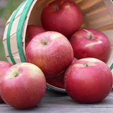 Select your apple, pear, plum or cherry tree variety and we will suggest pollination partners based on just select your variety and press the button to find pollination partners. Apple Snowsweet Malus Pumila My Garden Life
