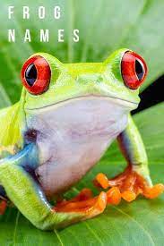 Frog Names Over 300 Funny Cute And Cool Ideas Pet Frogs Frog Funny Frogs