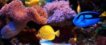 Un Repaso Por Los Peces Del Acuario De Buscando A Nemo Bekia Mascotas