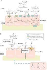 Advance On The Absorption Metabolism And Efficacy Exertion Of Quercetin And Its Important Derivatives Hai 2020 Food Frontiers Wiley Online Library