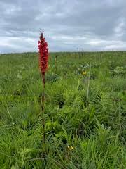 Image result for Satyrium sceptrum