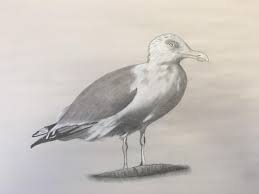 (i got no choice tbh this lil sod keeps knocking wanting to come in and push me out the alpha position in the household. My First Seagull Charcoal Pencil Drawing