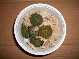Illegal Turtles Enter Oregon Via Internet Sales Street Vendors Pet Trade
