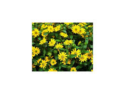 Image result for foto Vitálka