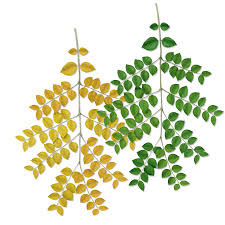 If this online media thing doesn't work out, i'm moving to brazil as a coffee harvester. Kentucky Coffeetree Tree Montgomery