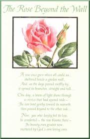 The Rose In The Wall Pink Rose Google Search Rose Poems Wall Poems Sympathy Roses