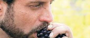 Die Weinlese in Brandenburg ist beendet: Reifeprüfung in Werder