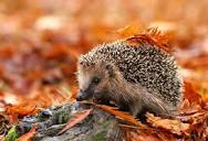 European Hedgehog: Species in World Land Trust reserves
