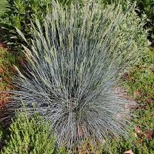 Image result for Festuca chodatiana
