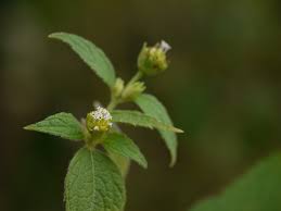 Image result for Blainvillea acmella